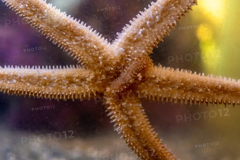 Close up view of a starfish gripping the glass of an aquarium tank, revealing intricate details of its tube feet and spines, highlighting the beauty of marine life and underwater ecosystems