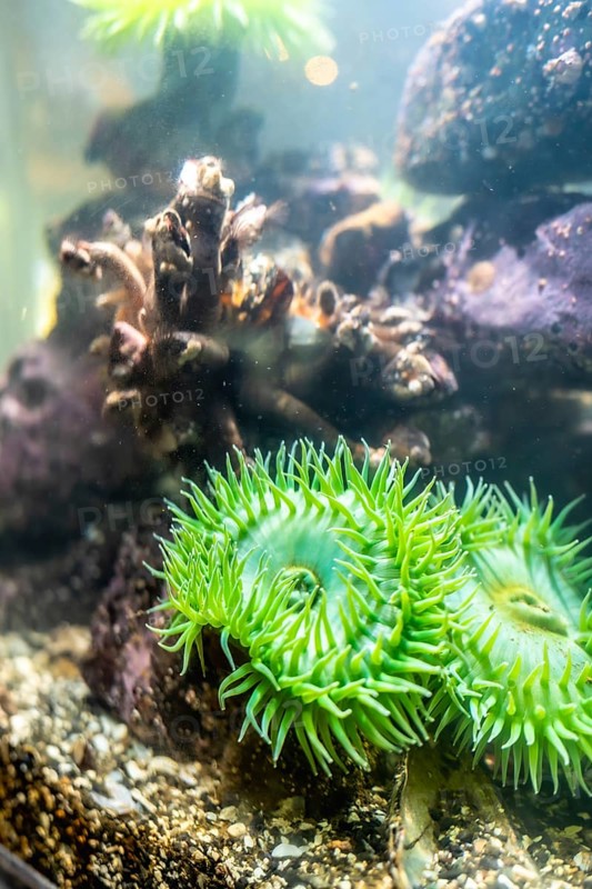 Giant green sea anemone anthopleura xanthogrammica growing on a rock in a large aquarium with other marine life forms, creating a captivating underwater scene