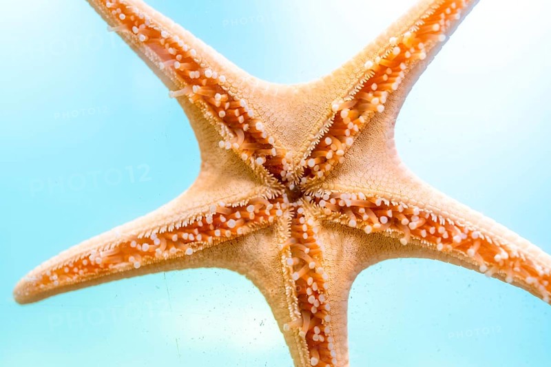 Close up of a starfish clinging to the glass wall of an aquarium, its intricate details and vibrant orange color standing out against the clear turquoise water