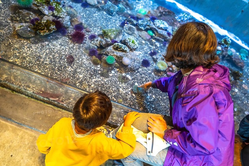Mother and son enjoying interactive experience. Pointing at sea creatures in touch tank. Learning about ocean life during family visit to public aquarium. Promoting marine conservation and education