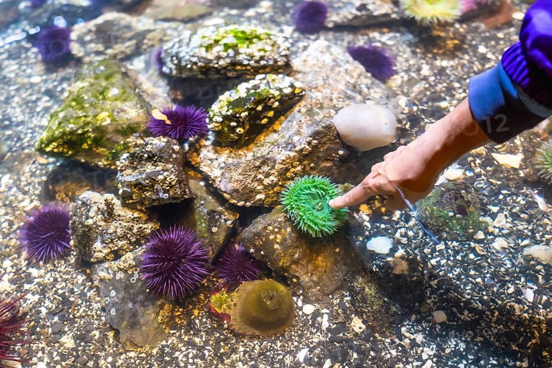 Child's finger pointing at a vibrant green sea anemone in a shallow touch tank filled with marine life, including purple sea urchins and algae covered rocks