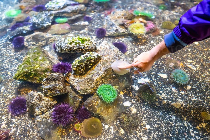 Child's hand reaches into a tide pool aquarium, gently touching a rock amidst sea anemones, sea urchins, and other marine life, fostering curiosity and connection with nature