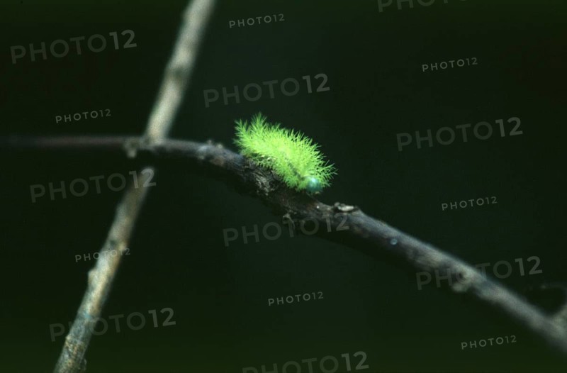 Caterpillar in Tambopata National Park in the Amazon Basin, Peru, South America, September 1997, vintage, retro, old, historic