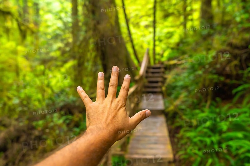 Hand reaching toward wooden stairs leading into a lush green rainforest trail in ucluelet, vancouver island, canada, inviting adventure among vibrant mossy trees and ferns