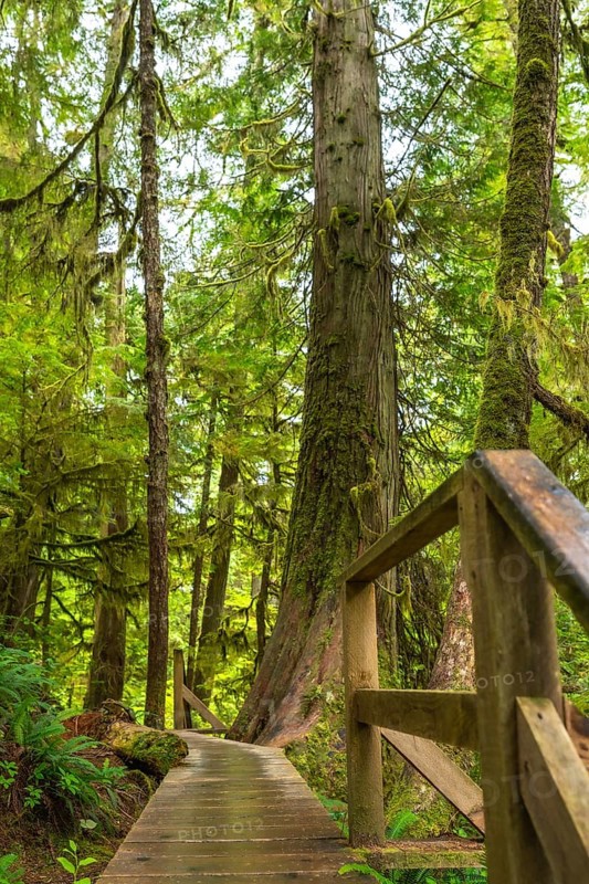 Wooden boardwalk is winding through a lush rainforest with moss covered trees and ferns in ucluelet, british columbia, offering a tranquil nature experience