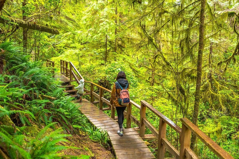 Mother and child enjoying a hike, walking on a wooden path through a lush rainforest in ucluelet, a town on vancouver island, british columbia, canada, surrounded by ferns and mossy trees