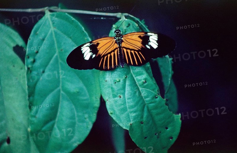 Butterfly in Tambopata National Park in the Amazon basin, Peru, South America, September 1997, vintage, retro, old, historic