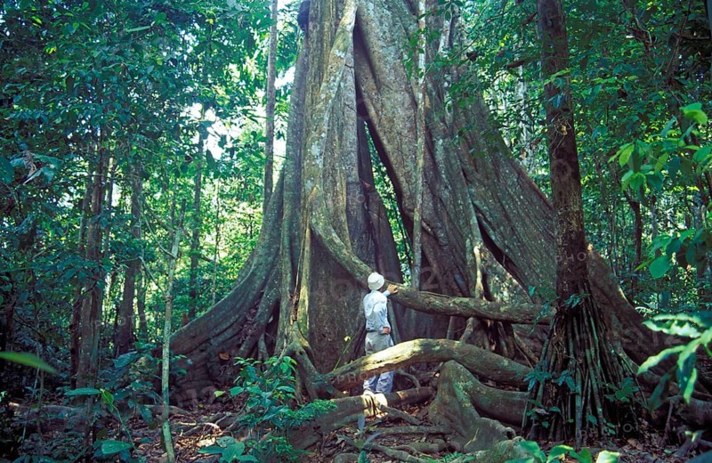 Man standing in front of giant trees in Tambopata National Park in the Amazon Basin, board roots, Peru, South America, September 1997, vintage, retro, old, historic