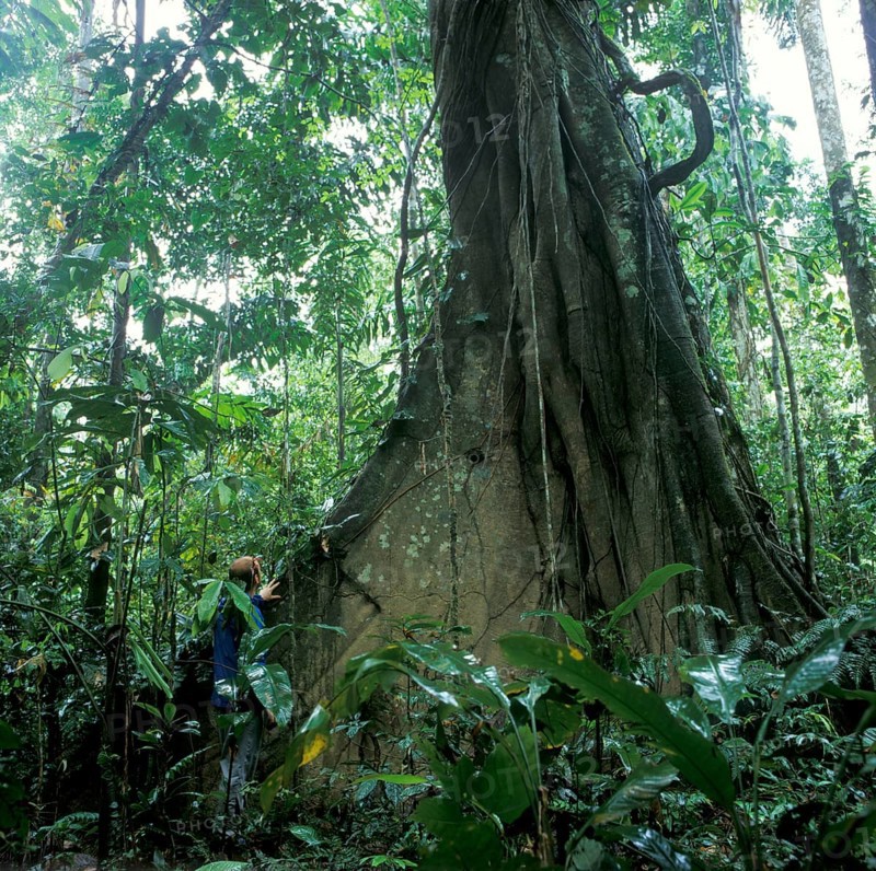 Man standing in front of giant trees in Tambopata National Park in the Amazon Basin, Peru, South America, September 1997, vintage, retro, old, historic