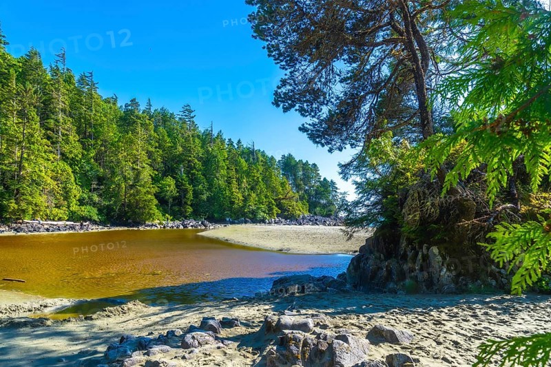 Shallow water reflecting the lush rainforest on a sunny summer day at tonquin beach near tofino, within the clayoquot sound unesco biosphere reserve, british columbia