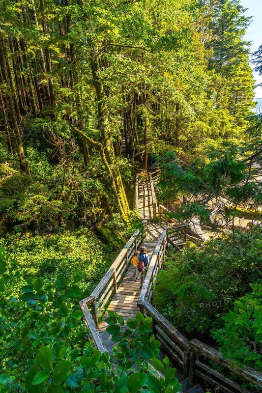 Two tourists are enjoying a leisurely walk on a wooden footbridge, surrounded by the vibrant green canopy of a lush rainforest near tofino, british columbia