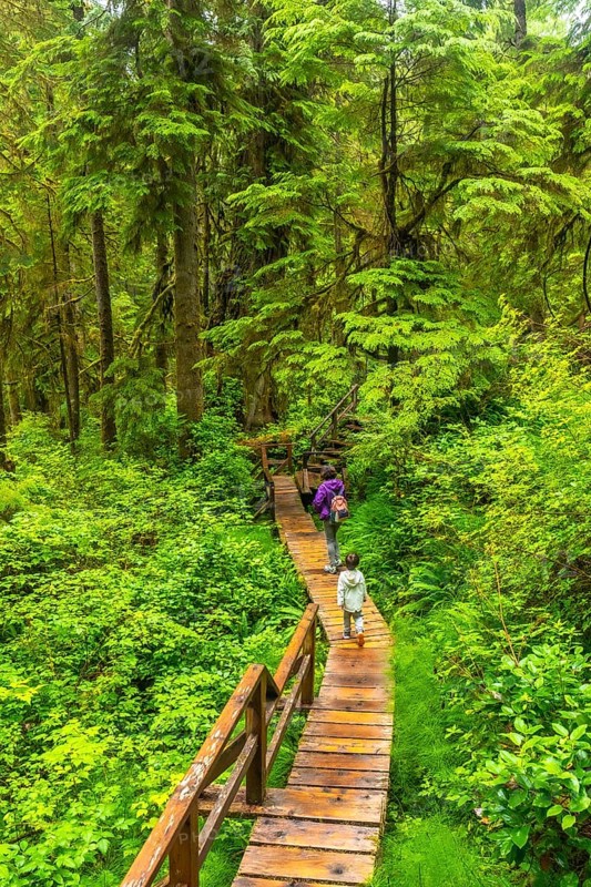 Tourists walking on a wooden boardwalk trail through lush rainforest in ucluelet on vancouver island, british columbia, canada, enjoying a tranquil nature walk