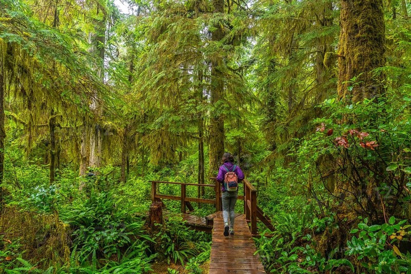 Female tourist with backpack walking on wooden path in rainforest trail near ucluelet on vancouver island, british columbia, enjoying lush green vegetation and tranquility of nature