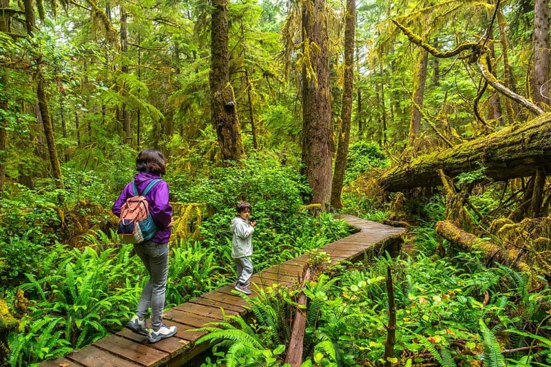 Tourists walking along a lush rainforest trail near ucluelet on vancouver island, canada, are immersing themselves in the tranquility and beauty of the vibrant natural surroundings