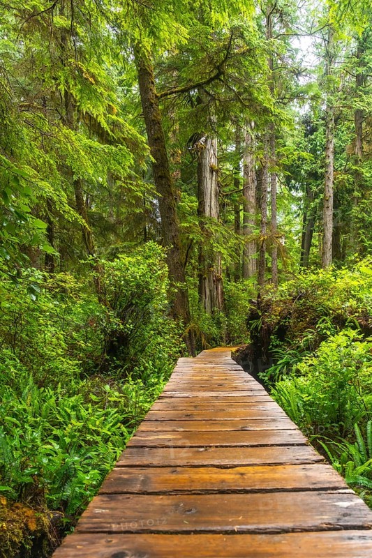 Wooden boardwalk winding through a lush green rainforest in ucluelet, british columbia, provides a peaceful retreat into nature's vibrant ecosystem and breathtaking scenery