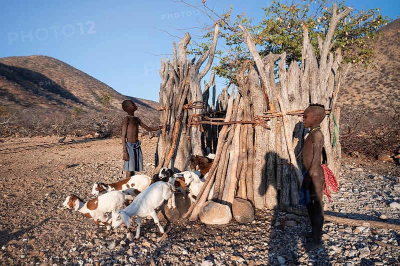 Himba goat barn, traditional Himba village in the savanna, arid countryside, Kaokoveld, Kunene, Namibia
