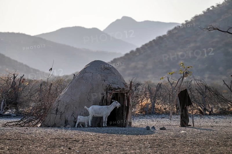 Goat, Himba huts, traditional Himba village in the savanna, arid countryside, Kaokoveld, Kunene, Namibia