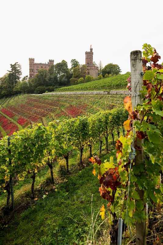Castle and autumnal vineyards, Ortenberg Castle, Ortenberg, Kinzigtal, Ortenau, Black Forest, Baden-Württemberg, Germany