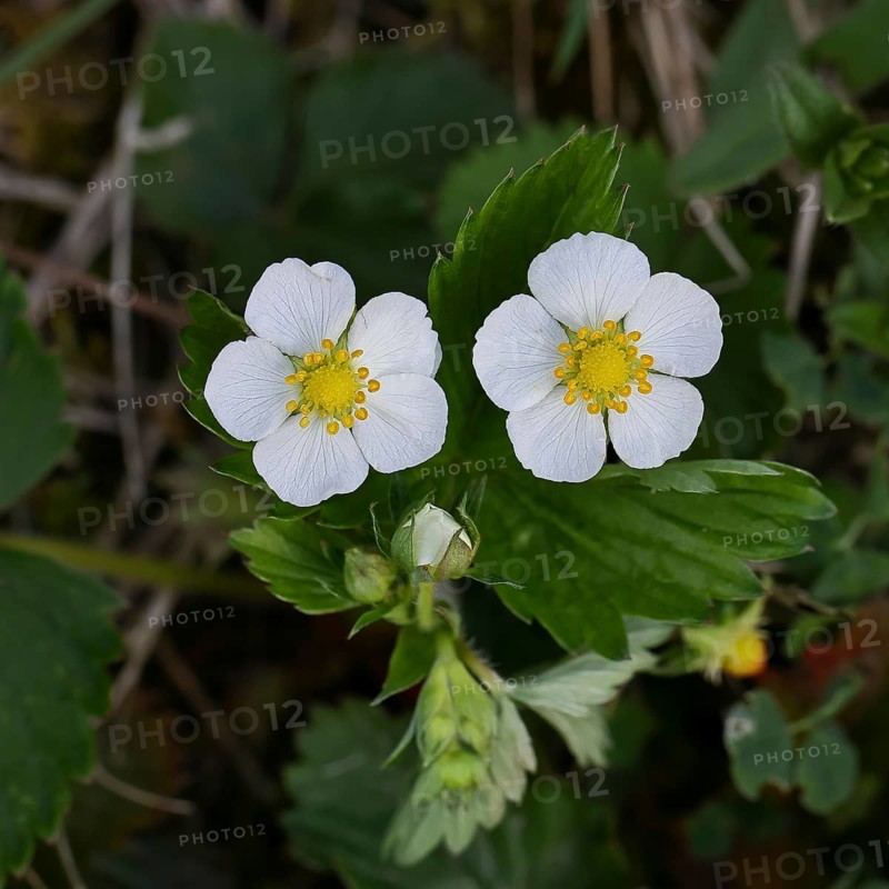 Wild strawberry (Fragaria vesca), in bloom, wild strawberry flower, two open white flowers next to each other between green leaves, close-up, spring, Wilnsdorf, North Rhine-Westphalia, Germany