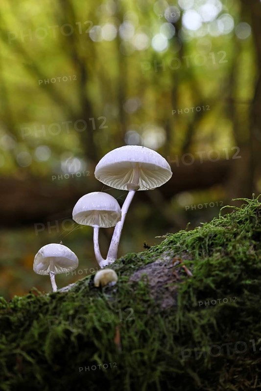 Ringed beech slime beetle (Oudemansiella mucida), on beech deadwood, Wilnsdorf, North Rhine-Westphalia, Germany