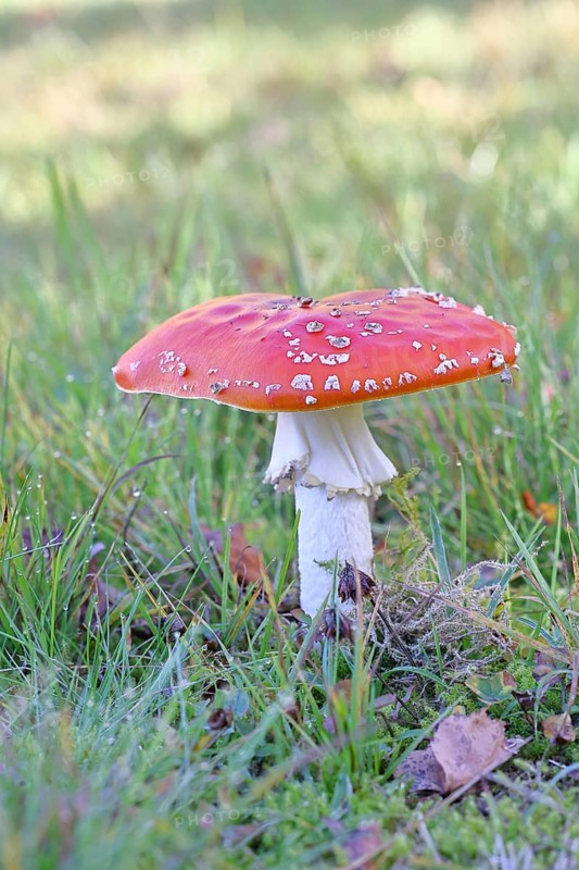 Red fly agaric (Amanita muscaria), fruiting body, in a meadow, close-up, Wilnsdorf, North Rhine-Westphalia, Germany