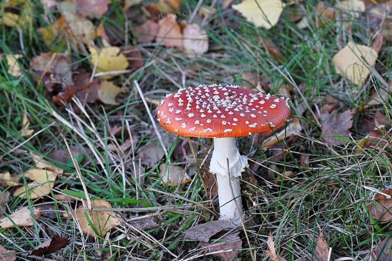 Red fly agaric (Amanita muscaria), fruiting body, in autumn leaves, close-up, Wilnsdorf, North Rhine-Westphalia, Germany