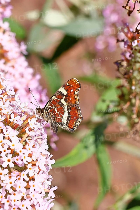 Land carder (Araschnia levana), summer generation, closed wings, underside of wings, on a summer lilac (Buddleja davidii), butterfly lilac, in a natural environment in the wild, close-up, wildlife, insects, butterflies, butterfly, Wilnsdorf, North Rhine-Westphalia, Germany
