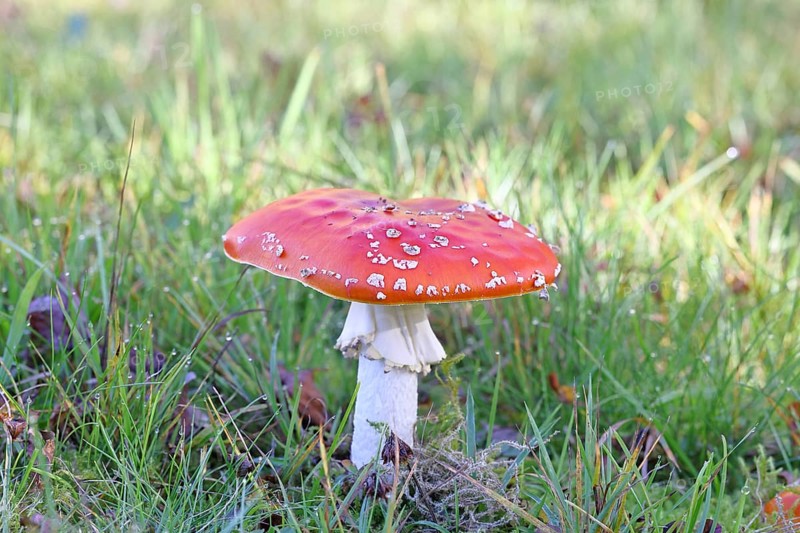 Red fly agaric (Amanita muscaria), fruiting body, in a meadow, close-up, Wilnsdorf, North Rhine-Westphalia, Germany