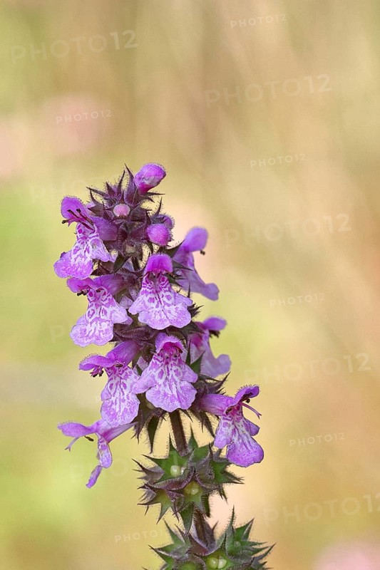 Forest willow (Stachys sylvatica), flower, inflorescence on a forest path, the plant was formerly also used as a medicinal plant (Herba Lamii sylvatici foetidi), Wilnsdorf, North Rhine-Westphalia, Germany