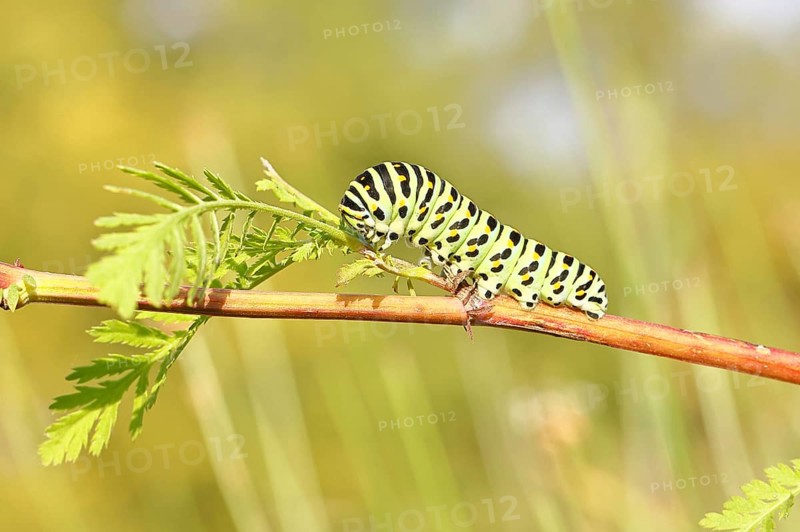 Swallowtail caterpillar (Papilio machaon), caterpillar sitting on Wild carrot (Daucus carota), Trupbacher Heide nature reserve with heathland and nutrient-poor grassland, former military training area, Siegerland, North Rhine-Westphalia, Germany