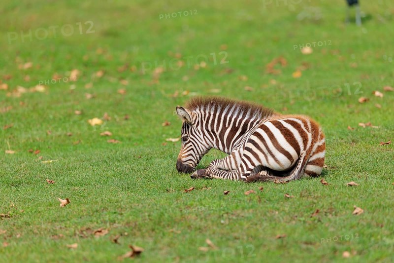 A Grant's zebra foal (Equus quagga boehmi) rests on a green meadow on a sunny day. East Africa