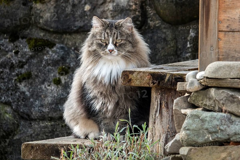 Norwegian forest cat, Bavaria, Germany