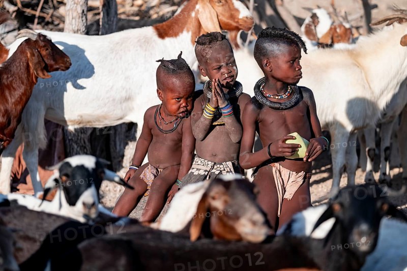 Himba children in the goat herd, traditional Himba village, Kaokoveld, Kunene, Namibia