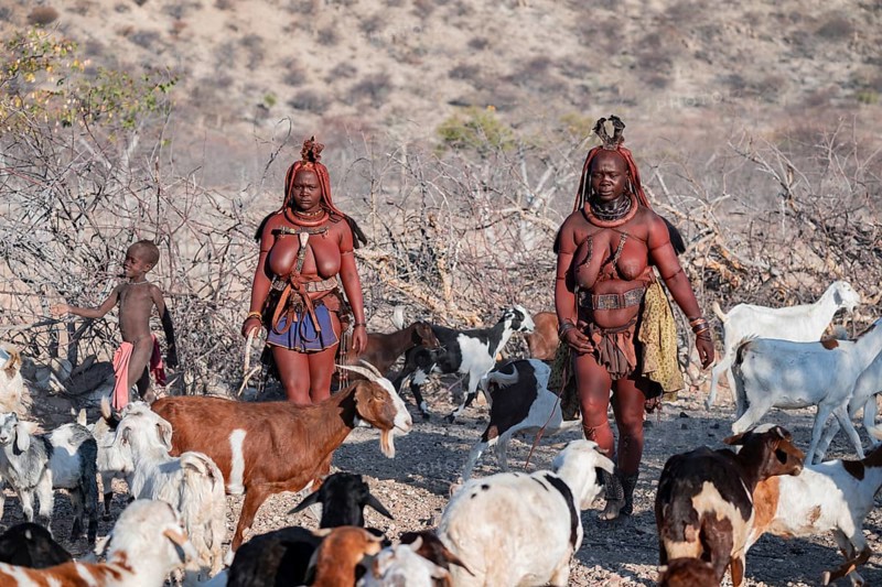 Himba children and woman with a herd of goats, traditional Himba village, Kaokoveld, Kunene, Namibia