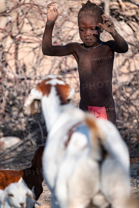 Himba child in the goat herd, traditional Himba village, Kaokoveld, Kunene, Namibia