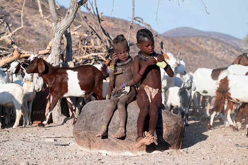 Himba children in front of the goat herd, traditional Himba village, Kaokoveld, Kunene, Namibia