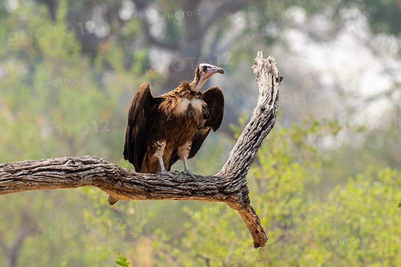 Black-capped vulture (Necrsoyrtes monachus) sitting on a branch, Xakanaxa, Okavango Delta, Moremi Game Reserve, Botswana