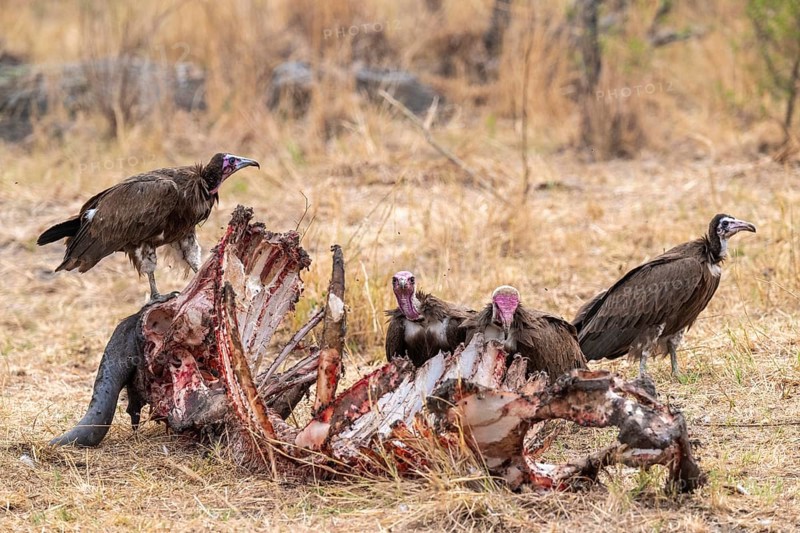Black-capped vulture (Necrsoyrtes monachus) on a carcass, carrion of a dead buffalo, Xakanaxa, Okavango Delta, Moremi Game Reserve, Botswana