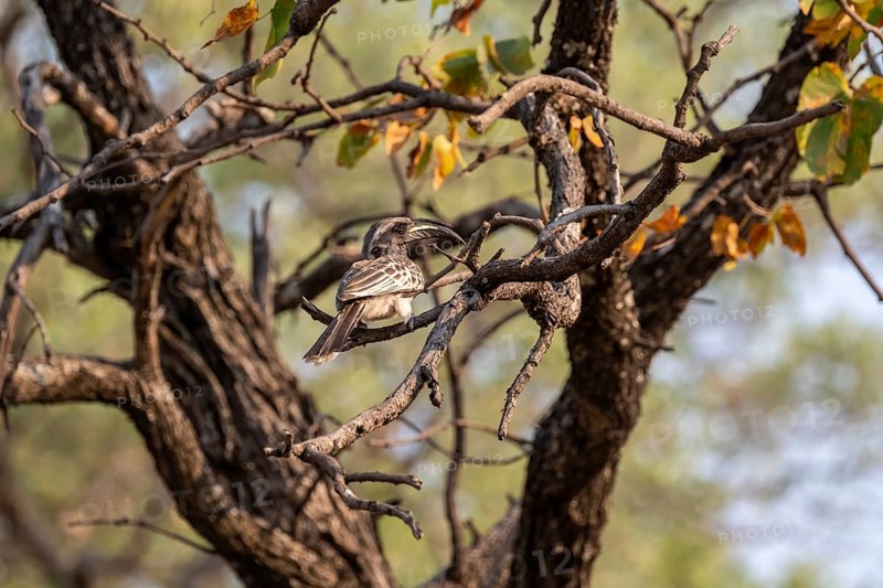 Grey Hornbill (Lophoceros nasutus, synonym: Tockus nasutus), also known as White-crested Hornbill, Xakanaxa, Okavango Delta, Moremi Game Reserve, Botswana