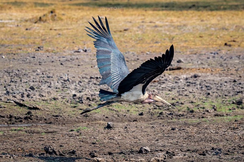 Marabou (Leptoptilos crumenifer), Xakanaxa, Okavango Delta, Moremi Game Reserve, Botswana