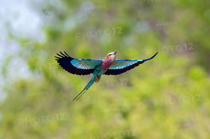 Fork-tailed Roller (Coracias caudatus) in flight, Xakanaxa, Okavango Delta, Moremi Game Reserve, BotswanaXakanaxa, Okavango Delta, Moremi Game Reserve, Botswana