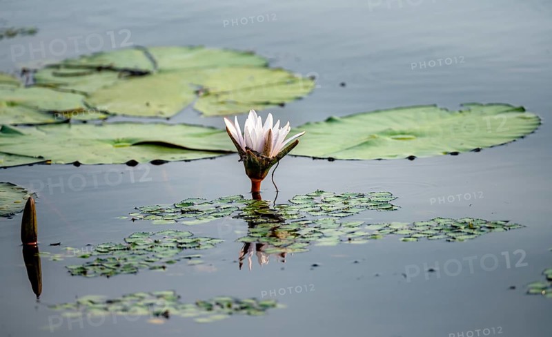 Flowering water lily (Nymphaea) in the water, Xakanaxa Lagoon, Okavango Delta, Moremi Game Reserve, Botswana