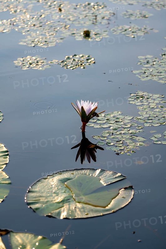 Flowering water lily (Nymphaea) in the water, Xakanaxa Lagoon, Okavango Delta, Moremi Game Reserve, Botswana