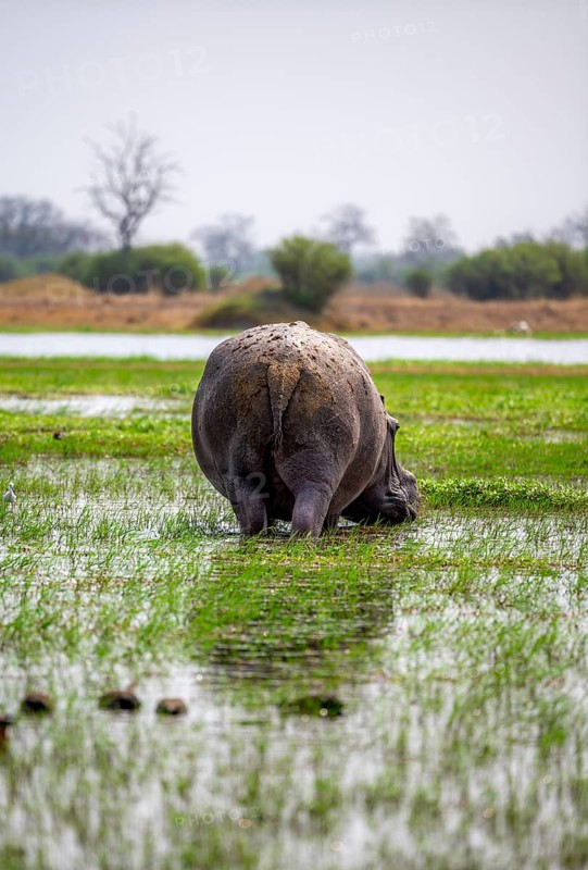 Hippopotamus (Hippopatamus amphibius), grazing in the shallow water of a lake, from behind, Okavango Delta, Moremi Game Reserve, Botswana
