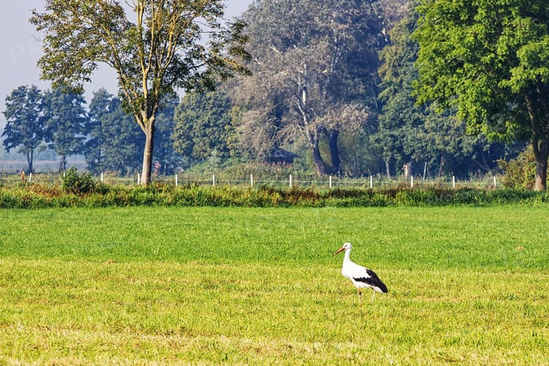 A stork (Ciconiidae) stands in a meadow in front of a row of trees in a rural setting, Steinhude, Lower Saxony