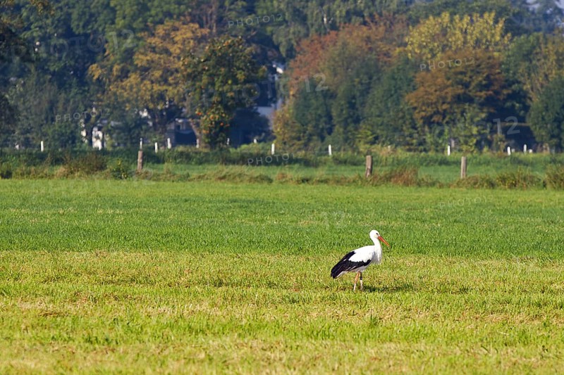 A single stork (Ciconiidae) stands in a green meadow against a wooded background, Steinhude