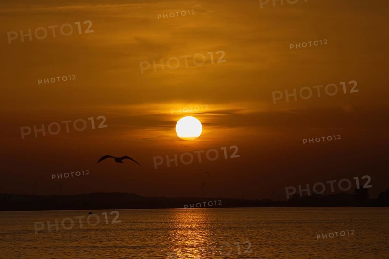 Tranquil scene with sunset and bird flying over the sea in orange light, Steinhude, Steinhuder Meer