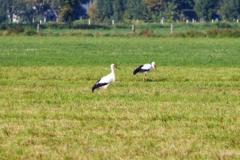 Two storks stand on a green field in a quiet landscape, Steinhude