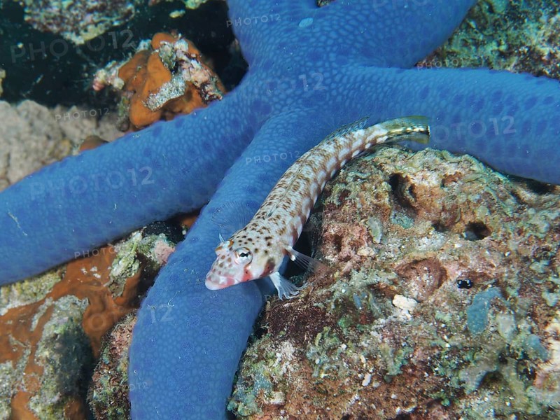 A small sand perch, blackspotted sand perch (Parapercis millepunctata), rests next to a large blue starfish. Dive site Spice Reef, Penyapangan, Bali, Indonesia