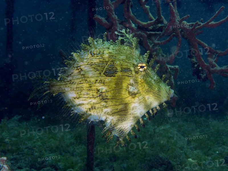 An interestingly camouflaged filefish, jewellery filefish (Chaetodermis penicilligerus), swims in the dark water. Dive site Secret Bay, Gilimanuk, Bali, Indonesia